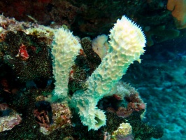 Yellow Tube Sponge IMG 3311